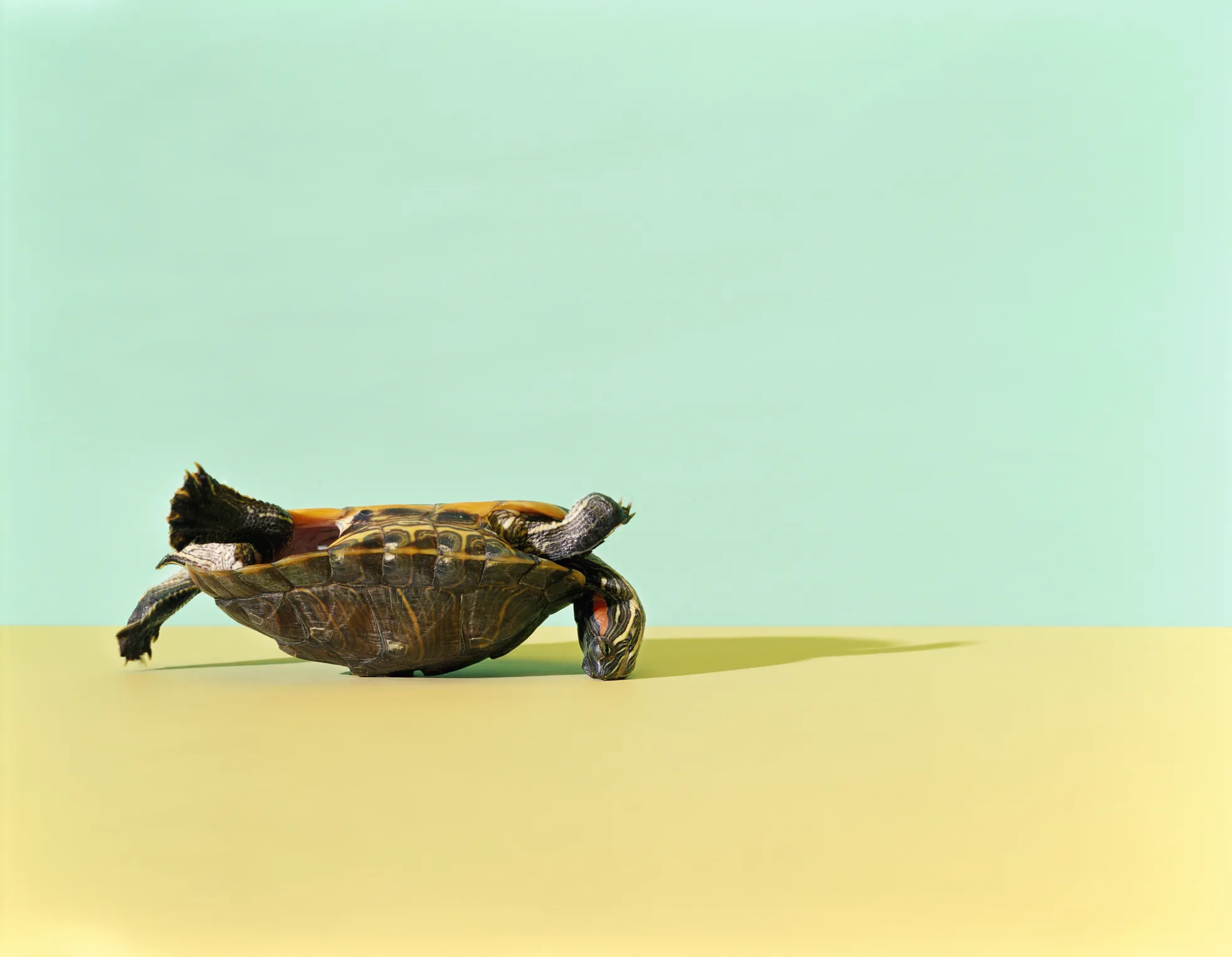Western Painted Turtle (Chrysemys picta bellii) lying on its back