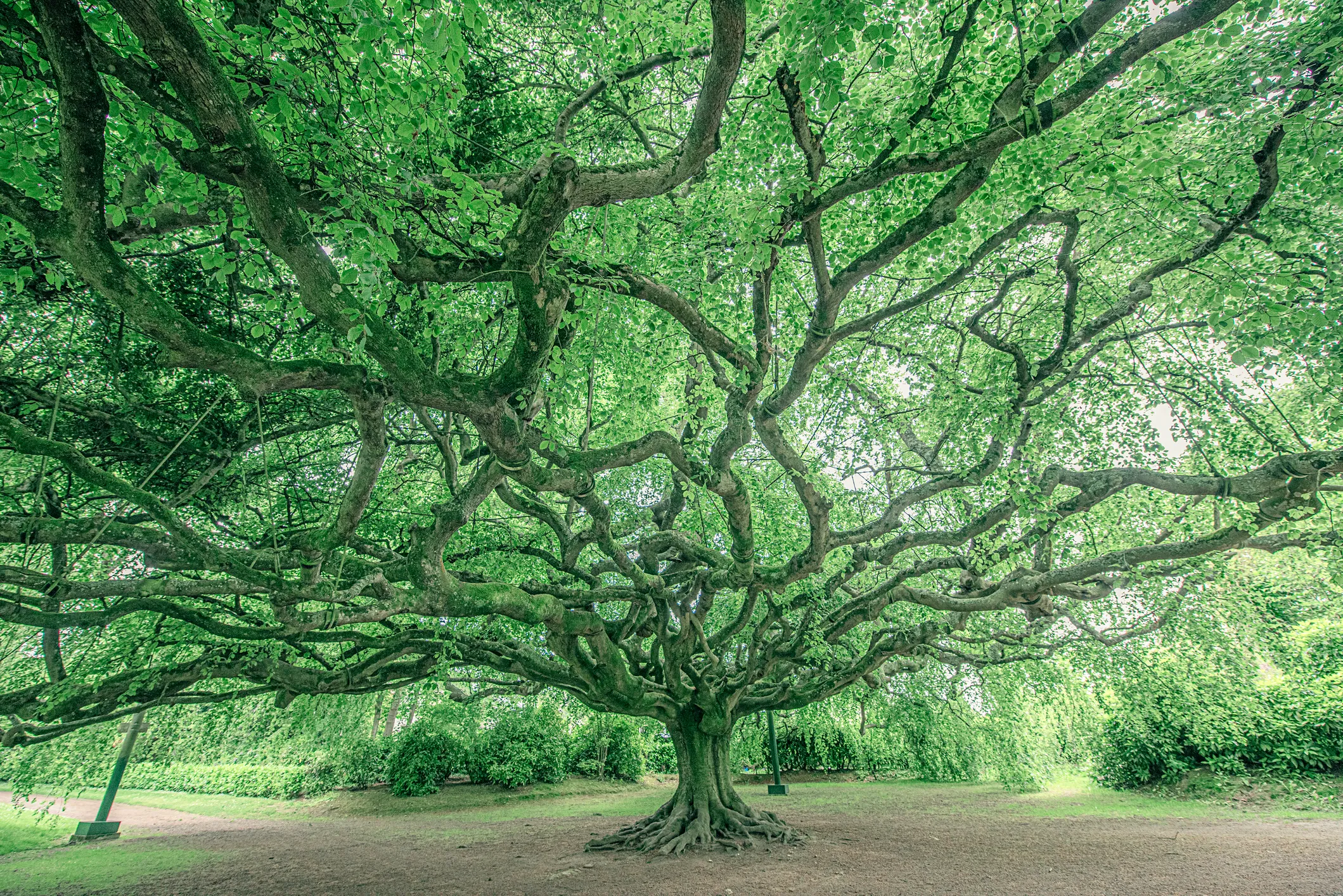 An enormous weeping beech tree in the Public Botanical Garden in Bayeux.