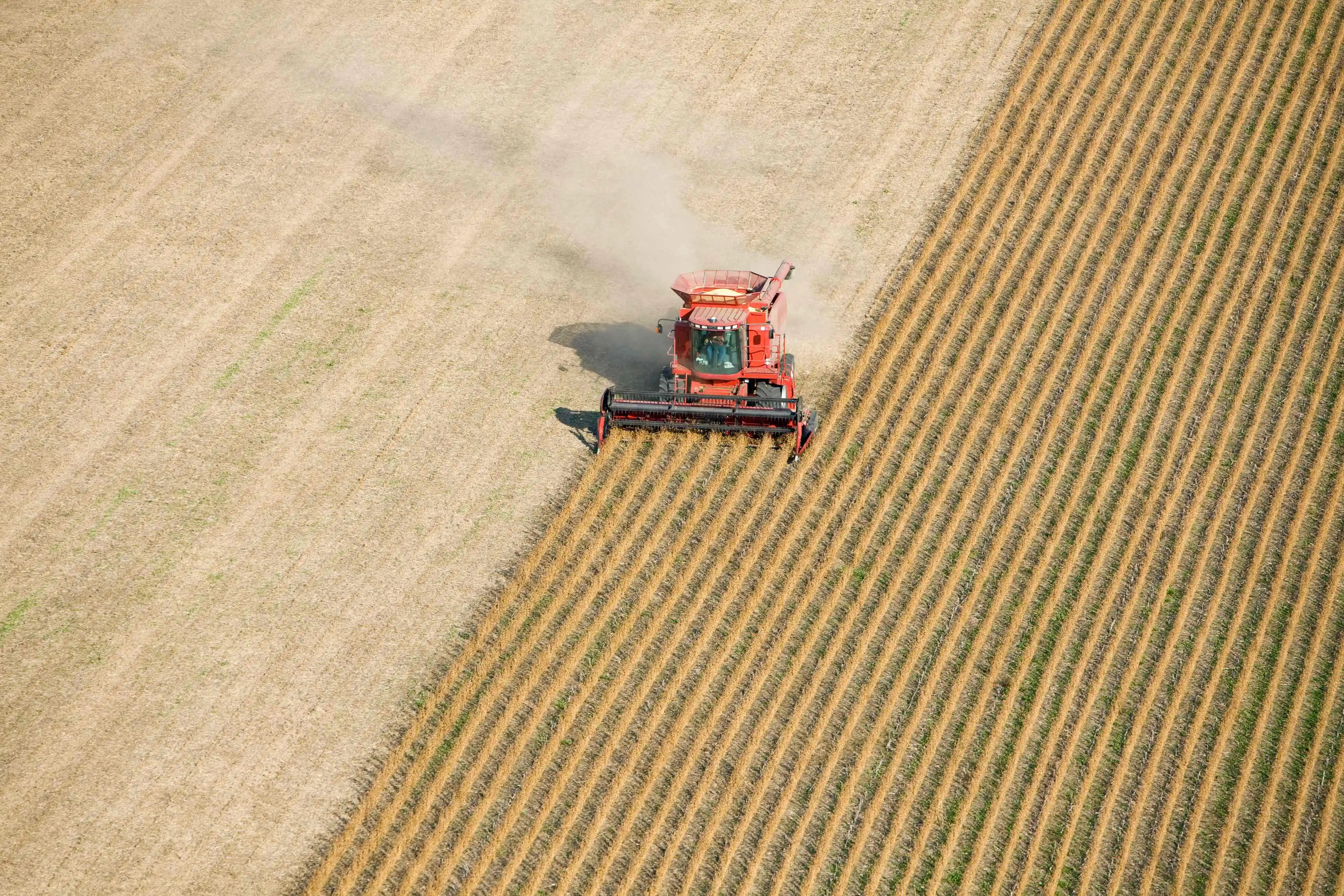 Combine harvesting soybeans