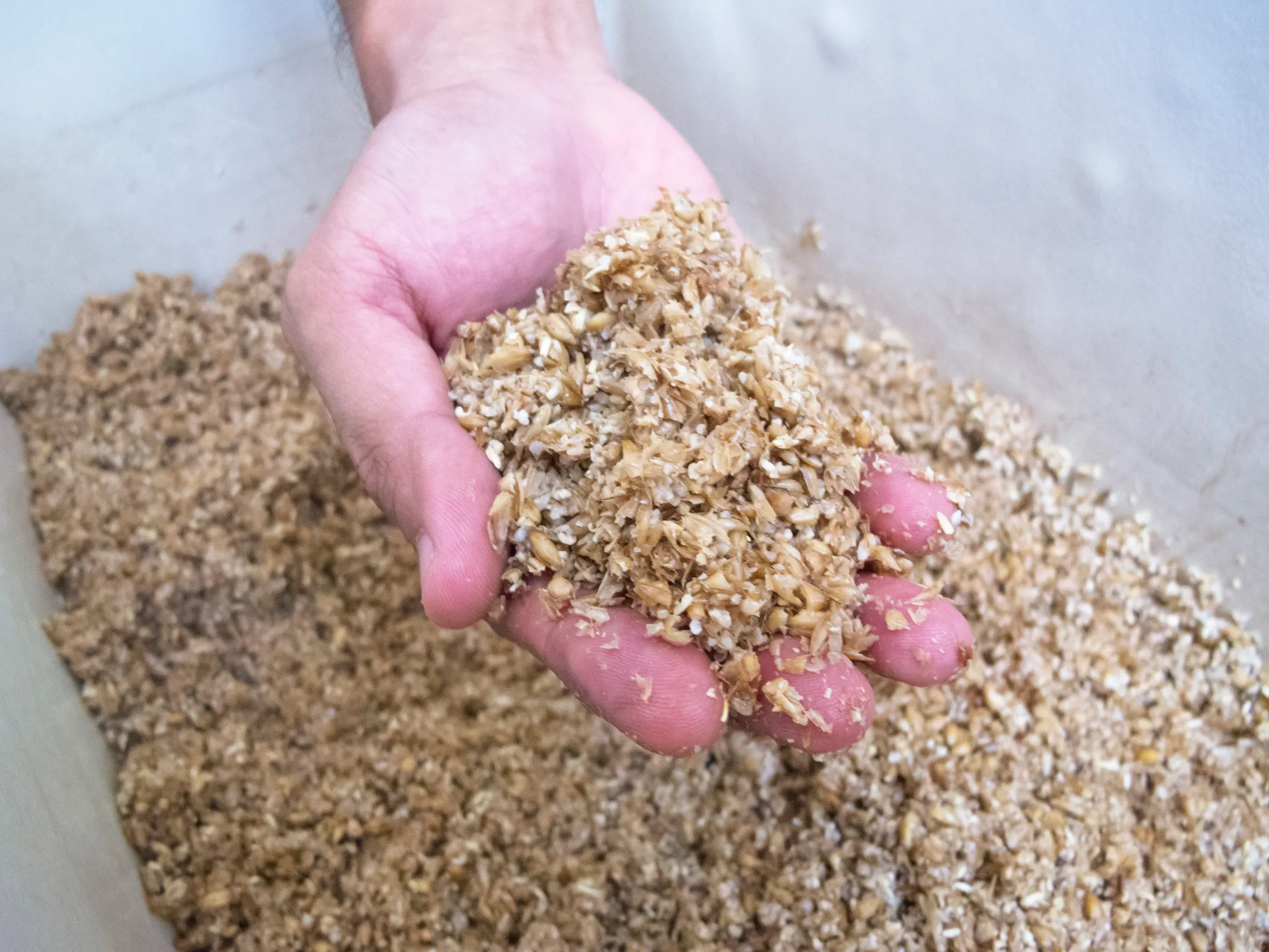 Person holding a handful of spent grain