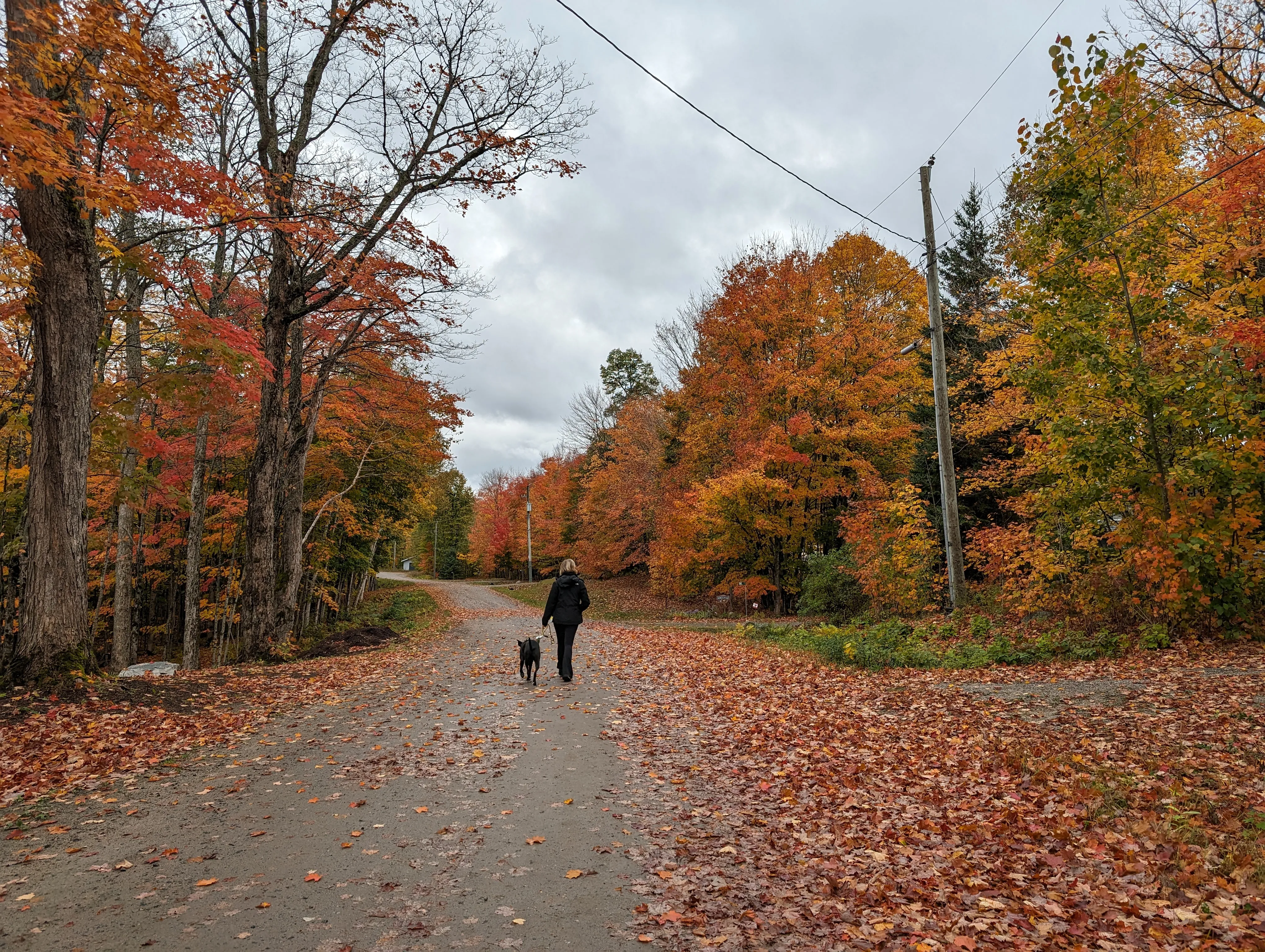 Woman walking a dog down a road with fall foliage all around