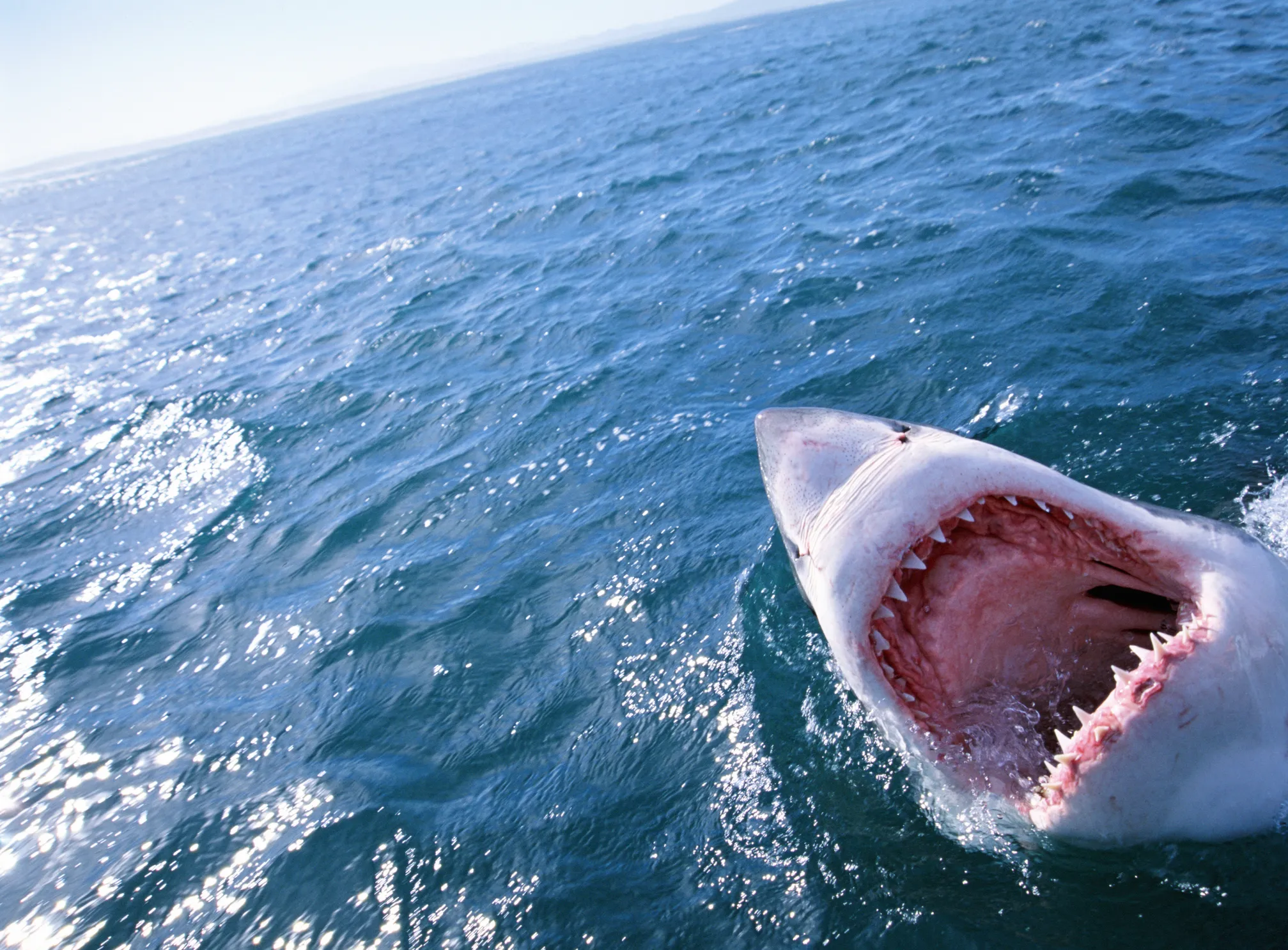 Shark in the water with its mouth wide open showing sharp teeth.